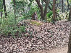 -苏州上方山国家森林公园