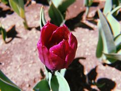 -长春公园(普阳街道)