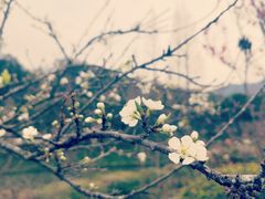 -田野绿世界