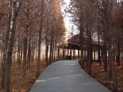 -溱湖国家湿地公园