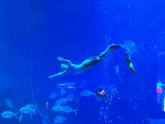 -烟台海昌鲸鲨海洋公园