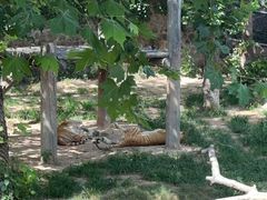 -西霞口神雕山野生动物世界