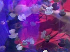 -暹罗海洋世界