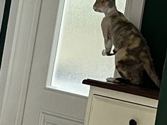 -邢大夫动物医院