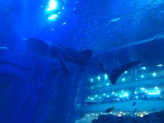 -成都浩海立方海洋公园