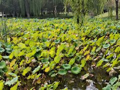 -石家庄市植物园