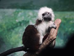 -广州长隆野生动物世界