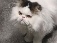 -more than meow吴止猫主题餐厅(承德 中船汇店)