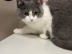 -瑞鹏宠物医院·骨科·猫科·内科(第一中心)