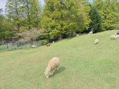 -神户市立六甲山牧场