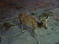 -清迈夜间动物园