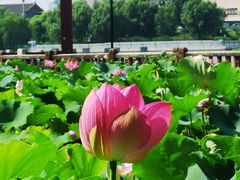 -莲花池公园