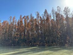 -上海海湾国家森林公园