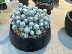 -自由生长植物工作室(深港花卉中心店)