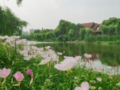 -顾村公园