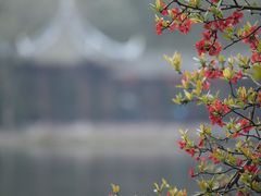 -棠湖公园