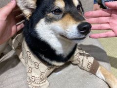 -逗柴咖啡屋·狗咖猫咖宠物桌游
