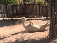 -鄂尔多斯野生动物园