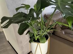 -安南越南餐厅(青岛万象城店)