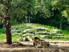 -北京野生动物园