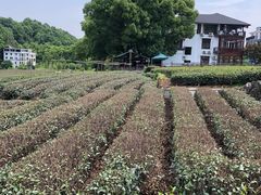 -龙坞茶村
