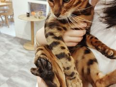 -楼上猫咖(罗湖店)