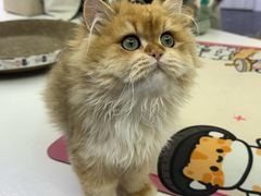 -小猫来了·猫舍(红山六九七九店)