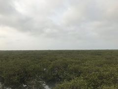 -北海金海湾红树林生态旅游区