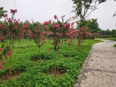 -东郊湿地公园