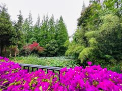 -东平国家森林公园