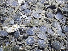 -聚盛源蒸汽海鲜火锅烤肉自助(巨川金海岸购物广场店)