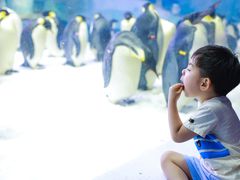 -帝企鹅自助餐厅•儿童岛•真企鹅(长隆企鹅酒店)