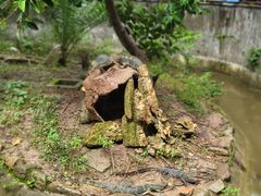 -野象谷景区