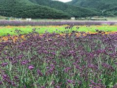 -里格村景区