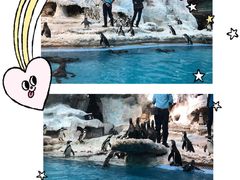 -帝企鹅自助餐厅•儿童岛•真企鹅(长隆企鹅酒店)