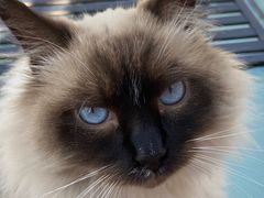 -喵屿·大理花园猫咖