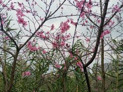 -重庆彩云湖湿地公园