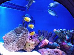 -上海海洋水族馆