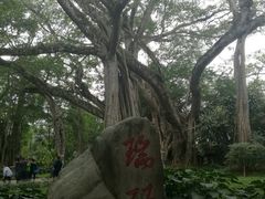 -瑞丽独树成林风景区