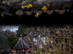 -上海醉白池公园
