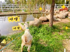 -前小桔亲子创意农场·草莓采摘·露营烧烤
