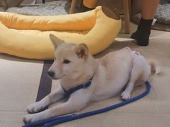 -逗柴咖啡屋·狗咖猫咖宠物桌游
