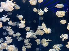 -新加坡海洋生态馆