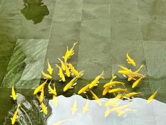 -觀芷隐轩