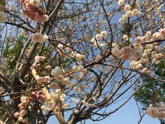 -天适樱花悠乐园