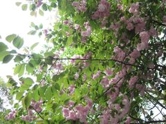 -金鸡湖桃花岛