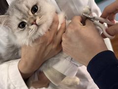 -瑞派·关忠动物医院·异宠专科·犬猫肿瘤·皮肤专科(望京店)