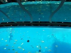 -瑞德姆美人鱼海底演艺主题餐厅(亚龙湾店)