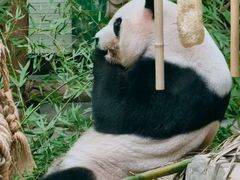 -灵玲国际马戏城