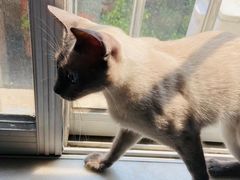 -瑞鹏宠物医院·骨科·猫科·内科(第一中心)